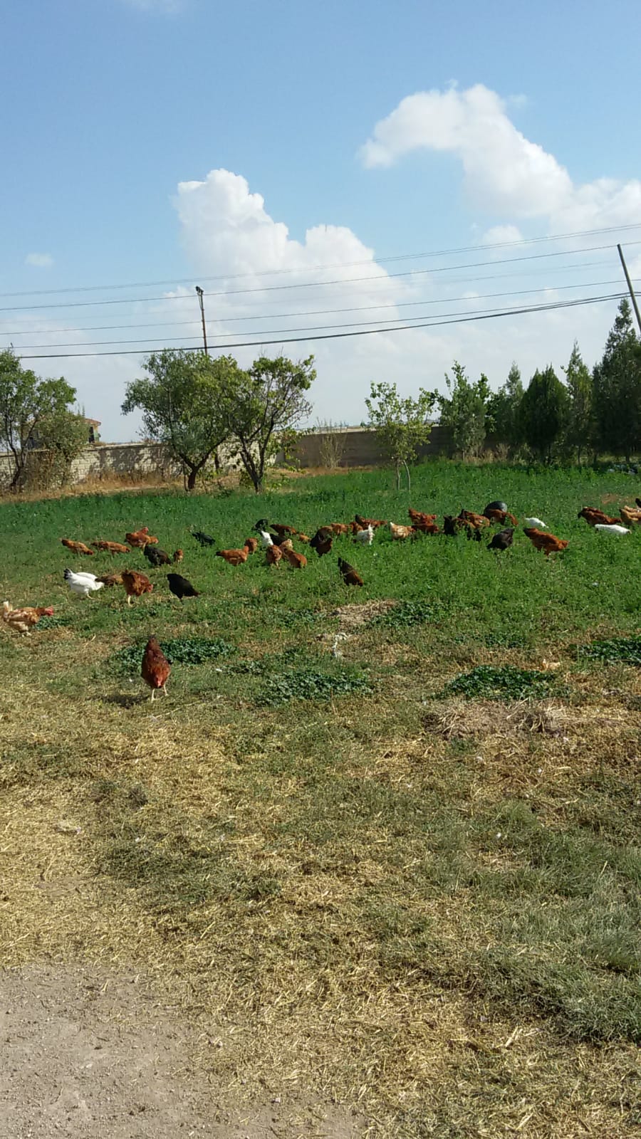 Asaf Tarım ve Hayvancılık